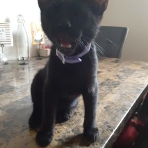 Meet your Posher, Andre